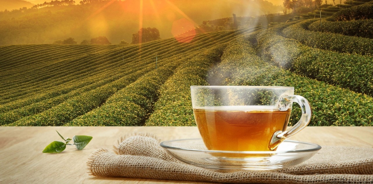 Lipton: Take a Sip for Sustainability