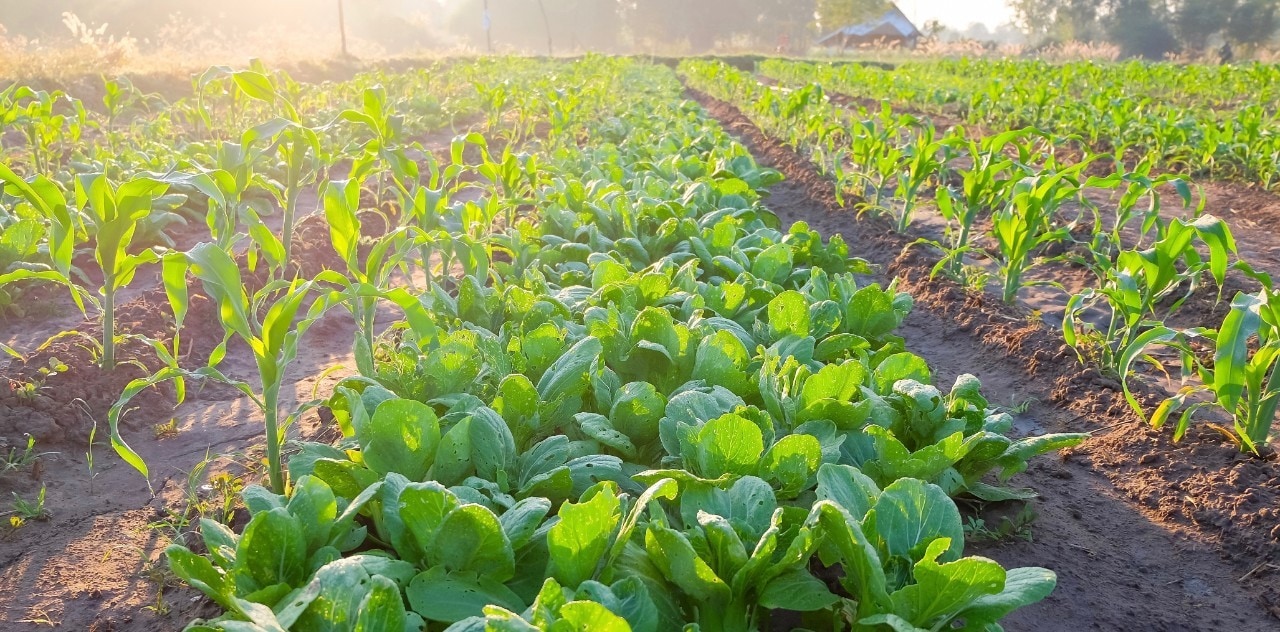 All you need to know about sustainable nutrition